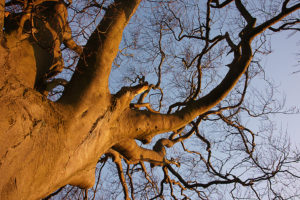 Episode 10 – All about git