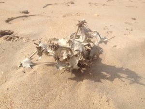 Potencia Pro 125: Plantillas Gutentor y #WCChiclana