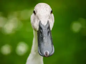 Potencia Pro 130: Superando el síndrome del impostor y el pájaro full stack