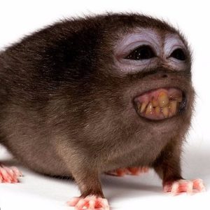 Potencia Pro 158, desayuna bizcocho, el retorno de Juan Palomo 🕊