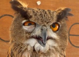 Potencia Pro 157, cuidado con dónde te metes: Encuentra el plugin perfecto