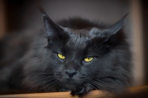 Potencia Pro 193: El capítulo maldito