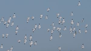 Potencia Pro 077: Migración manual de una web