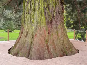 Potencia Pro 231: La sequoia