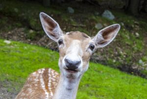 Potencia Pro 299: Lecciones de la Comunidad Open Source y plantillas de Astra a mogollón